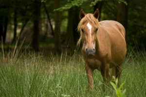 How to go Horse Camping – What You Should Know
