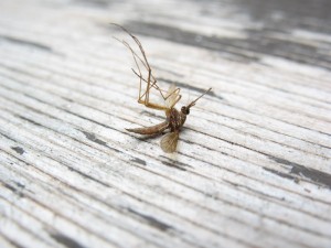 Mosquito Misery and Meyhem!