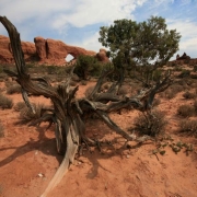 Camping Nevada in Winter: Don’t Just Say It, Do It Thumbnail