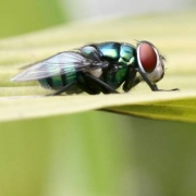 Organized Camping: Take the Bugs out Thumbnail