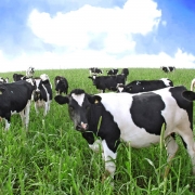 Camping: Horse Flies, Cows and Cous Cous! Thumbnail