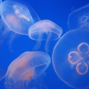Cigarettes for Jellyfish Stings Thumbnail