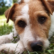 How to: Go Camping With Your Dog Thumbnail