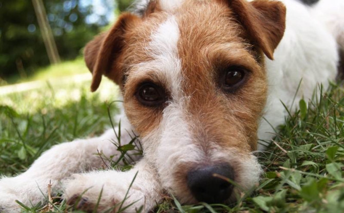 How to: Go Camping With Your Dog