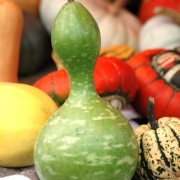 Consider Vegetarian Camping Thumbnail