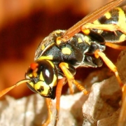 Preventing and Treating Insect Bites & Stings Thumbnail