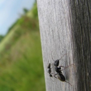 How to Avoid Ants in Your Camper or RV Thumbnail