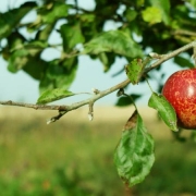 Camping as a Lifestyle Thumbnail