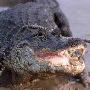 Louisiana Camping: Be Careful where you Drop your Fishing Line Thumbnail