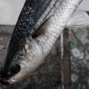 How to Clean a Fish When Camping Thumbnail