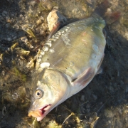 What You Need to Clean a Fish When Camping Thumbnail