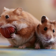 Camping Food Checklist Thumbnail