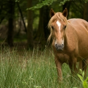 How to go Horse Camping – What You Should Know Thumbnail