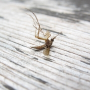 Mosquito Misery and Meyhem! Thumbnail