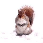 Snow Way! Thumbnail