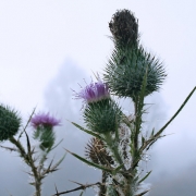 Camping in Scotland Thumbnail