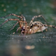 Eight Legged Creeps Thumbnail