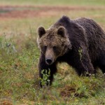 Being Rocked to Sleep by a Bear While Camping