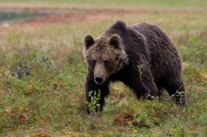 Encounters with a Bear while Camping
