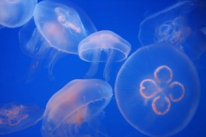 Cigarettes for Jellyfish Stings