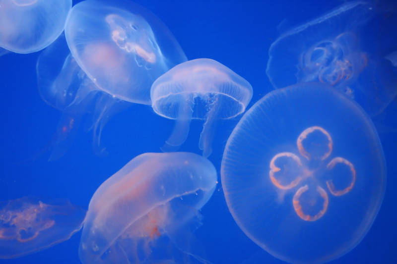 tobacco on jellyfish sting Cigarettes For Jellyfish Stings