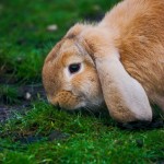 Toothless Campers and Domesticated Bunnies