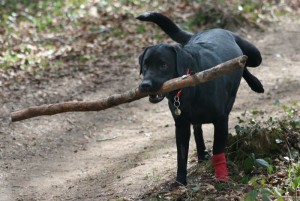 Taking your dog Hiking