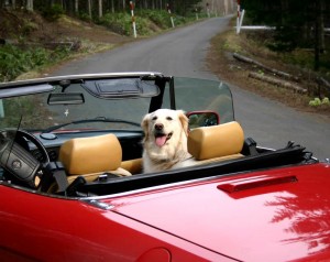 Driving with your Dog