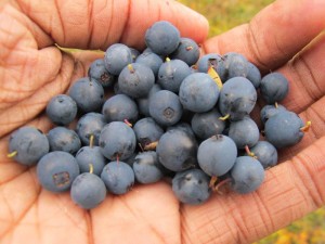 Find Food and Survive the Wilderness Find Food and Survive the Wilderness