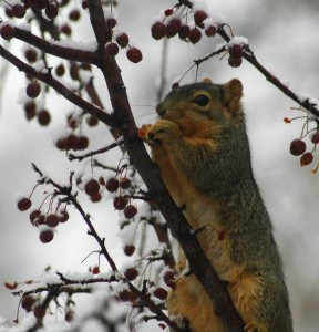 Guide to Survival: Finding Food in the Woods