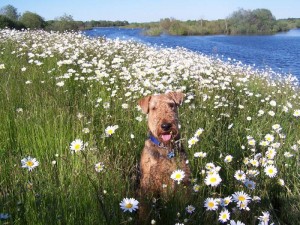 Find Pet Friendly Campsites and Campgrounds