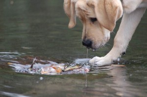 Safety for your Dog While Camping