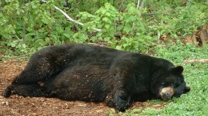 Camping Doesn't Have to Include an Uncomfortable Sleep