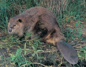 While Hiking Along we saw a Beaver