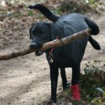 Camping and Hiking With Your Dog