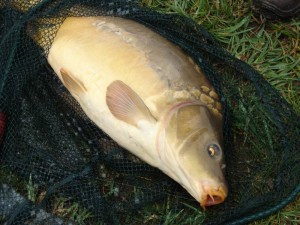 How to Clean Fish When Camping