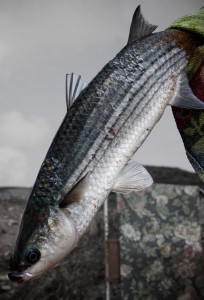 How to Clean Fish When Camping