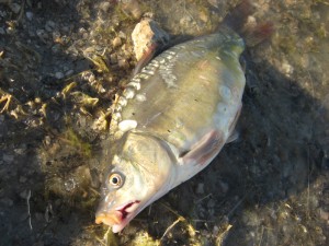 What you Need to Clean a Fish When Camping 