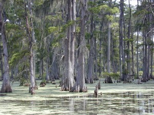 Camping in Louisiana USA