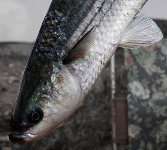 How to Clean a Fish When Camping