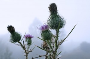 Camping in Scotland